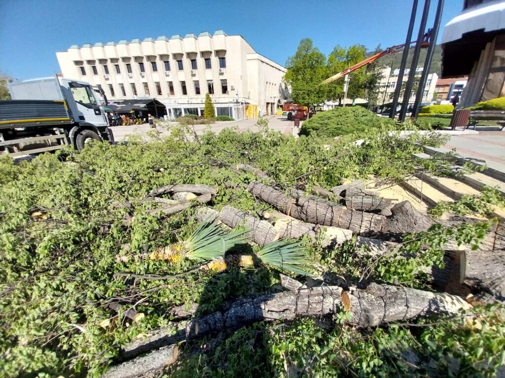сеч,дървета,площат,Дупница